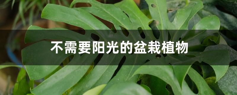 完全不用晒太阳的植物有哪些 完全不用晒太阳的植物有哪些