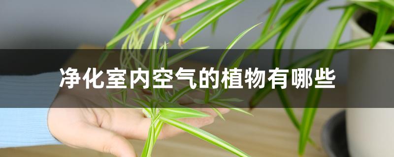 能净化室内空气的植物有哪些