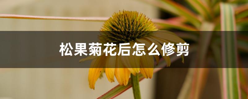 松果菊花后怎么修剪