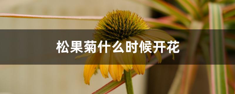 松果菊什么时候开花