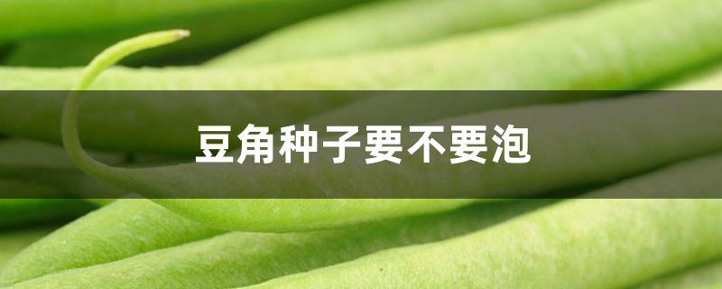 豆角种子要不要泡