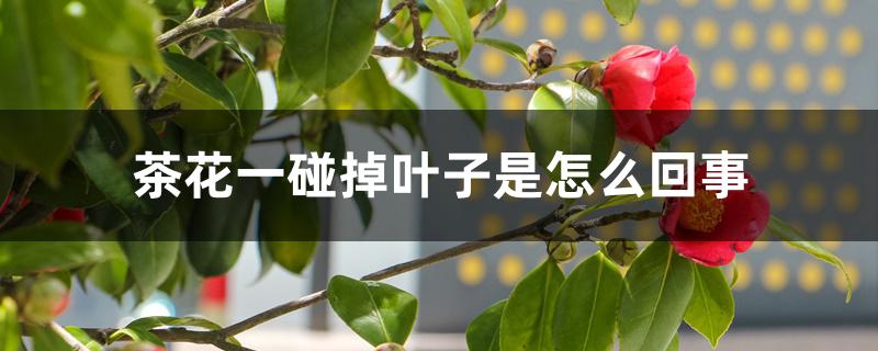 茶花一碰掉叶子是怎么回事