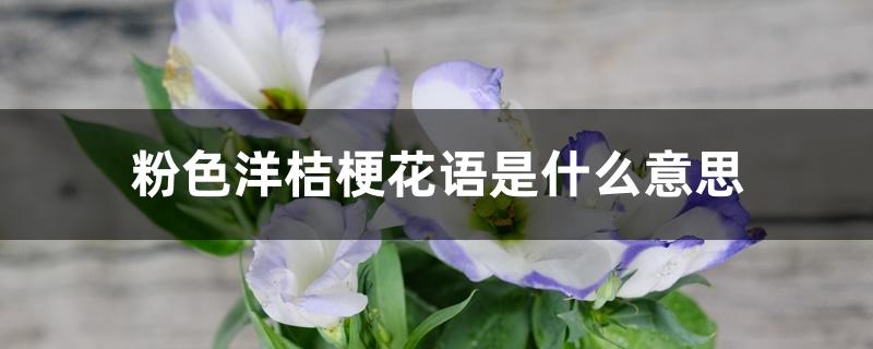 粉色洋桔梗花语是什么意思