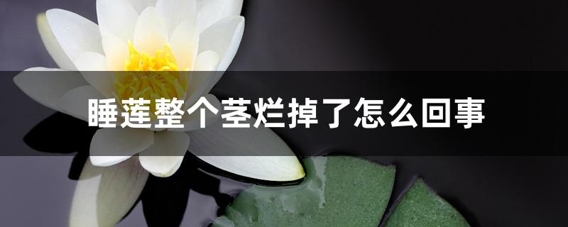 睡莲整个茎烂掉了怎么回事