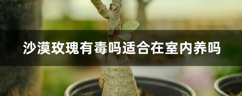 沙漠玫瑰有毒吗适合在室内养吗