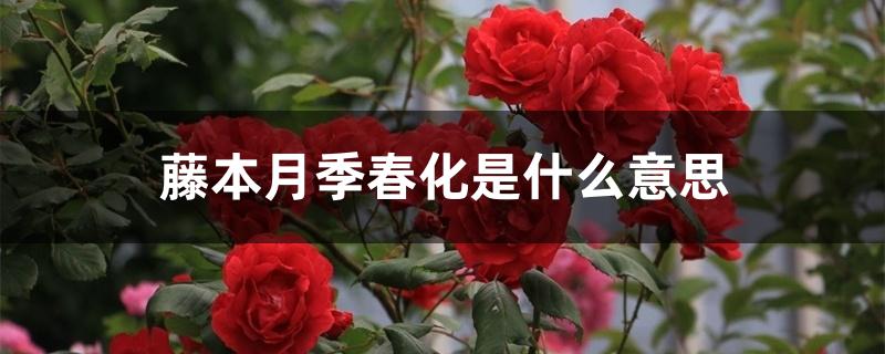 藤本月季春化是什么意思