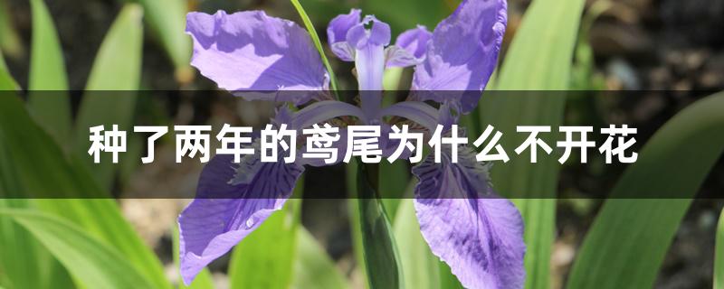 种了两年的鸢尾为什么不开花