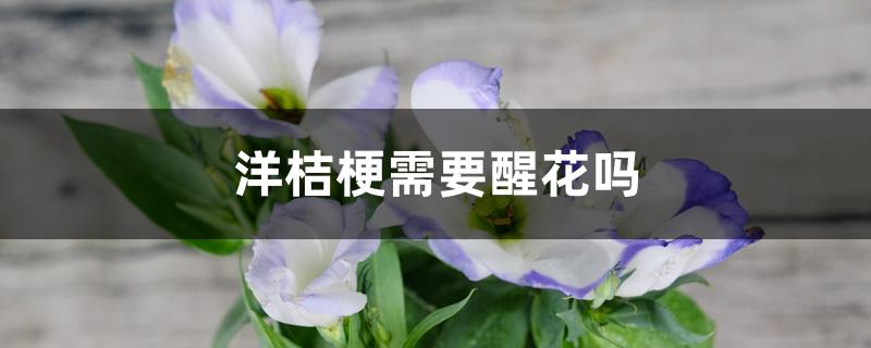 洋桔梗需要醒花吗