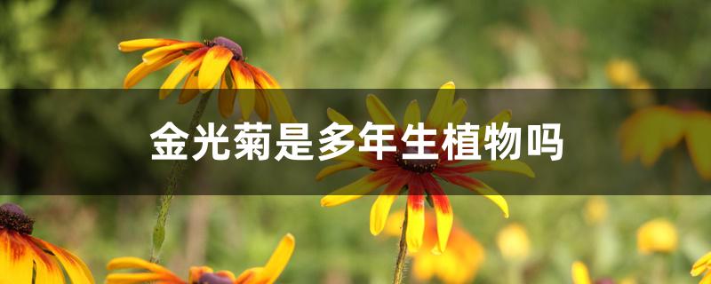 金光菊是多年生植物吗 金光菊是多年生植物吗