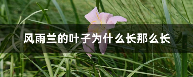 风雨兰的叶子为什么长那么长 风雨兰的叶子为什么长那么长