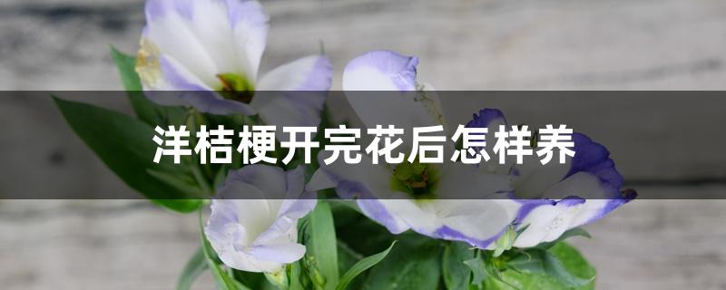 洋桔梗开完花后怎样养