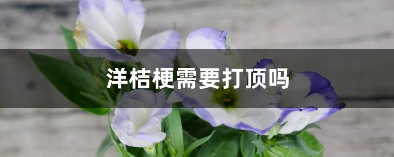 洋桔梗需要打顶吗