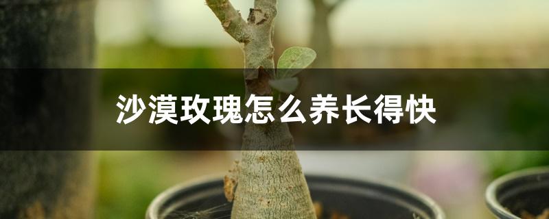 沙漠玫瑰怎么养长得快