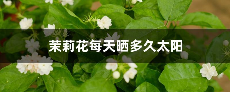 茉莉花每天晒多久太阳