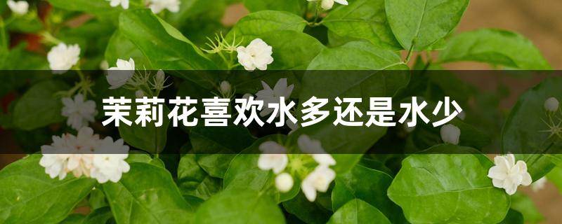 茉莉花喜欢水多还是水少