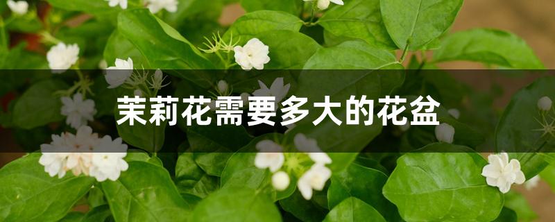 茉莉花需要多大的花盆