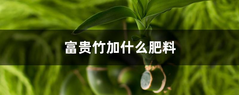 富贵竹加什么肥料