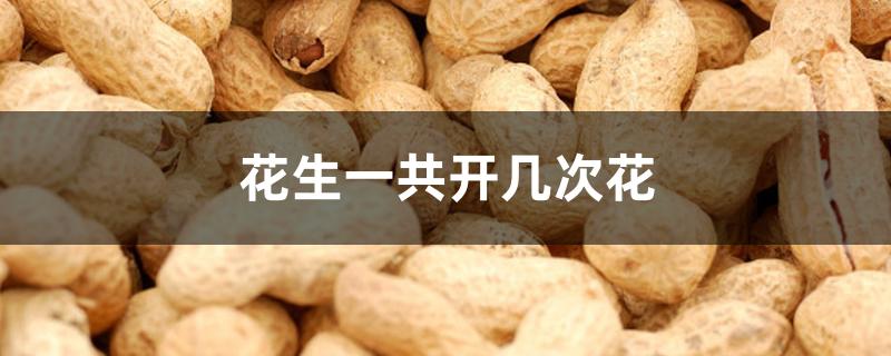 花生一共开几次花