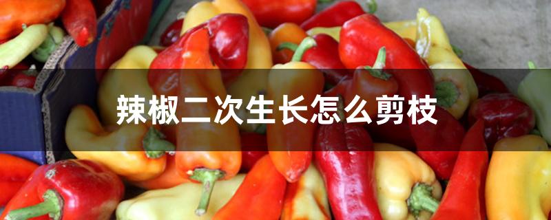 辣椒二次生长怎么剪枝 辣椒二次生长怎么剪枝