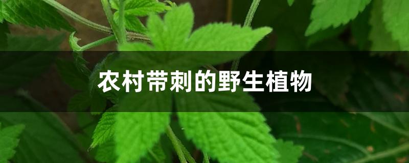 农村带刺的野生植物