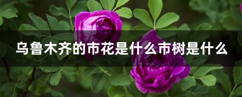 乌鲁木齐的市花是什么市树是什么