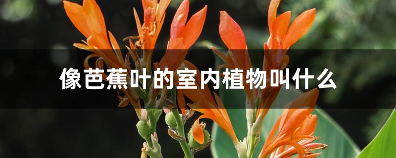 像芭蕉叶的室内植物叫什么 像芭蕉叶的室内植物叫什么
