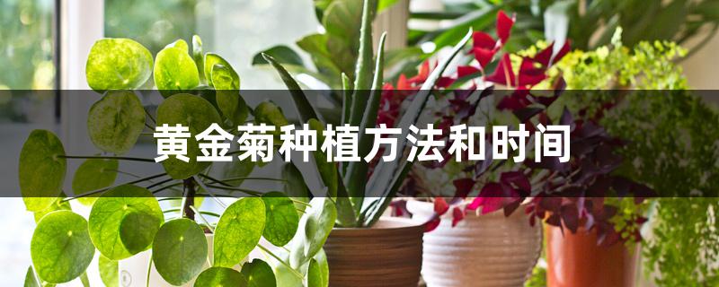 黄金菊种植方法和时间