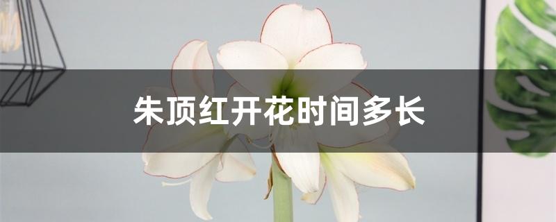 朱顶红开花时间多长