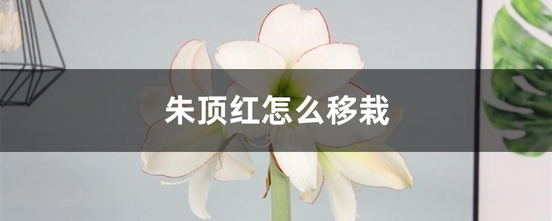 朱顶红怎么移栽