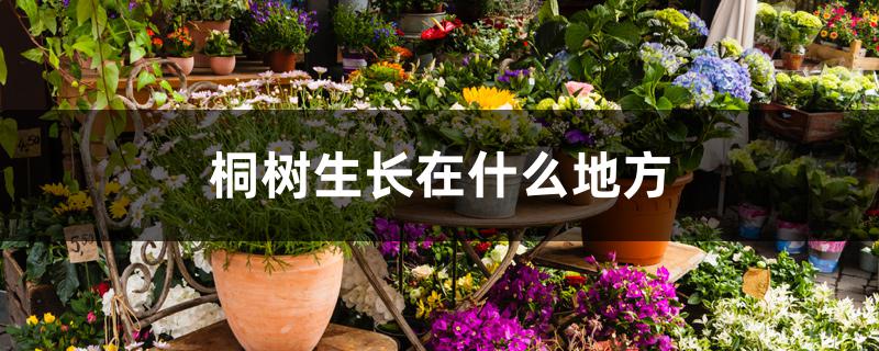 桐树生长在什么地方 桐树生长在什么地方