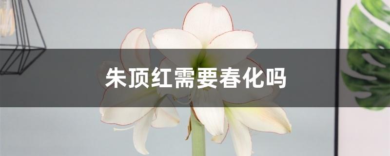 朱顶红需要春化吗