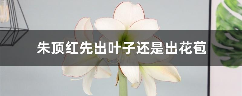 朱顶红先出叶子还是出花苞