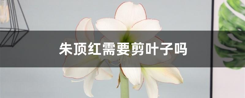朱顶红需要剪叶子吗 朱顶红需要剪叶子吗