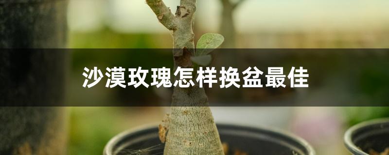 沙漠玫瑰怎样换盆最佳
