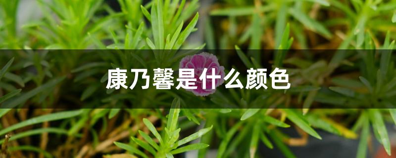康乃馨是什么颜色