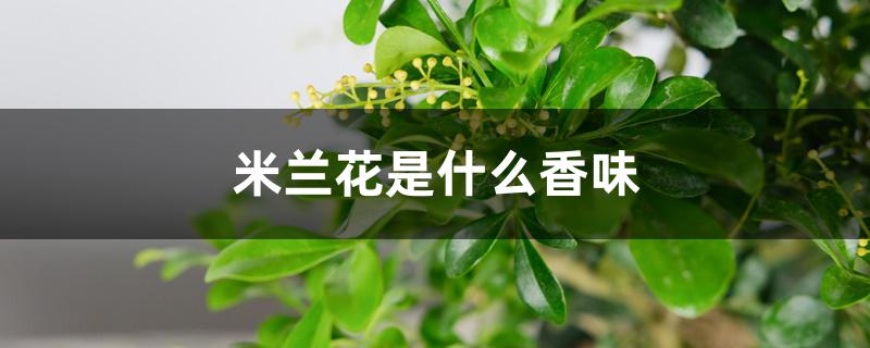 米兰花是什么香味