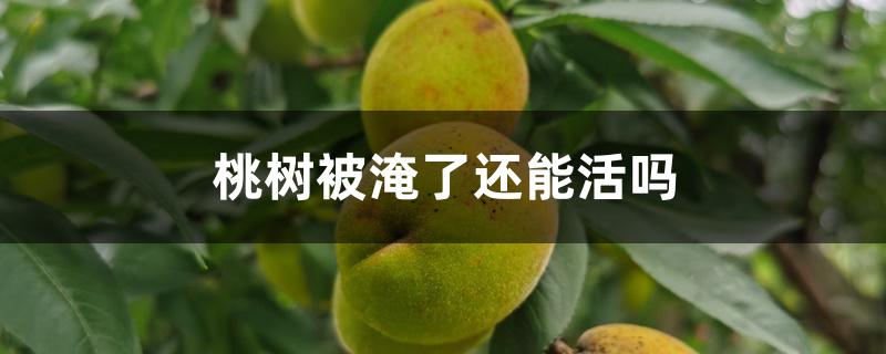 桃树被淹了还能活吗