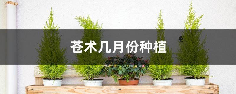 苍术几月份种植