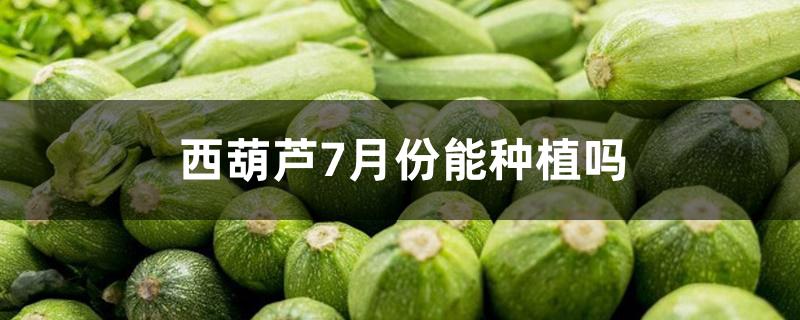 西葫芦7月份能种植吗