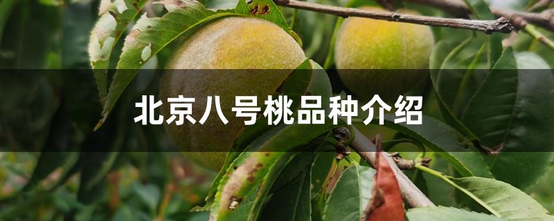 北京八号桃品种介绍 北京八号桃品种介绍
