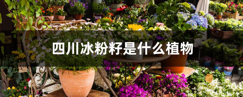 四川冰粉籽是什么植物