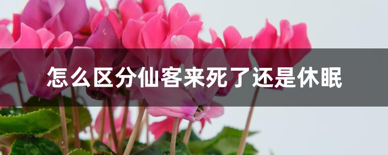 怎么区分仙客来死了还是休眠