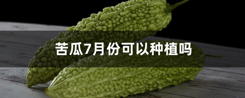 苦瓜7月份可以种植吗