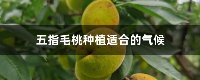 五指毛桃种植适合的气候