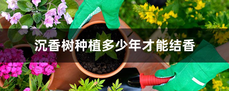 沉香树种植多少年才能结香