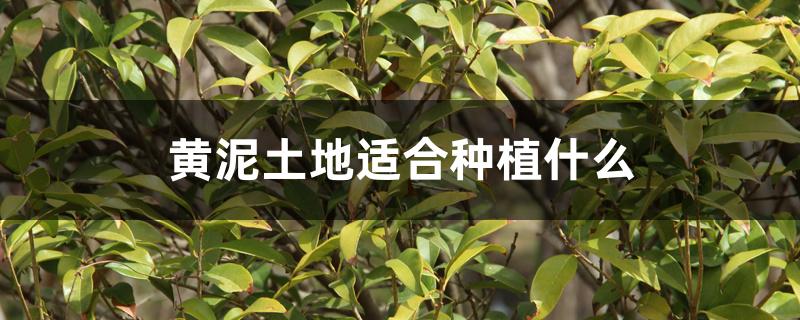 黄泥土地适合种植什么