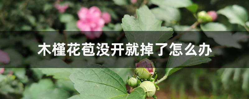 木槿花苞没开就掉了怎么办