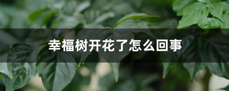 幸福树开花了怎么回事