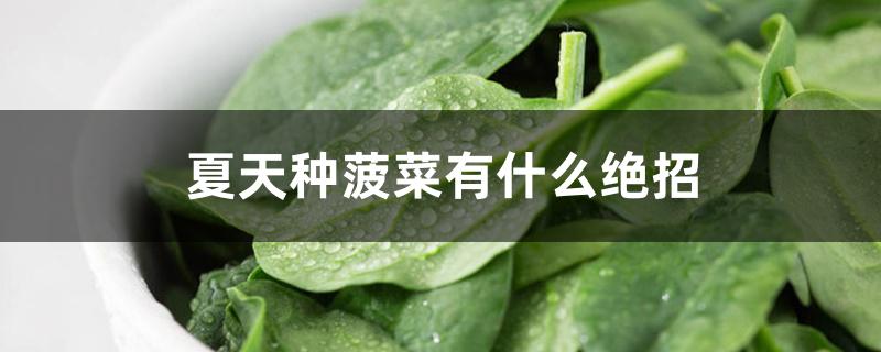 夏天种菠菜有什么绝招