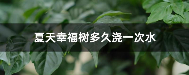 夏天幸福树多久浇一次水 夏天幸福树多久浇一次水